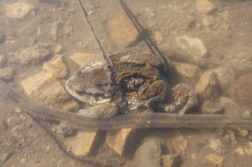 무등산 국립공원 두꺼비, 포근한 날씨에 2주 일찍 산란