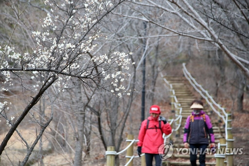 `봄이 온다` 올겨울 한파 사실상 끝...다음주 기온 오른다