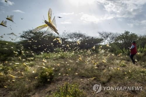 "아프리카 `사막 메뚜기` 떼, 올 여름 중국 향할 가능성"