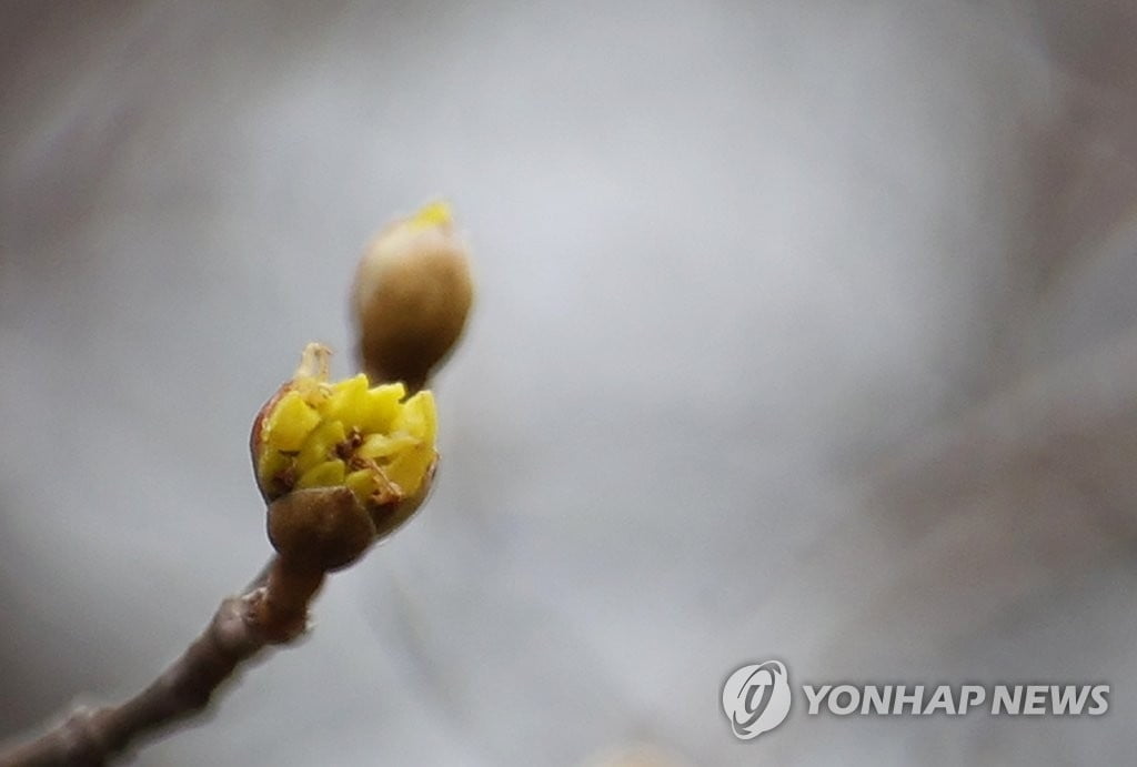 [날씨] 전국 대체로 맑고 포근…낮 최고기온 15도