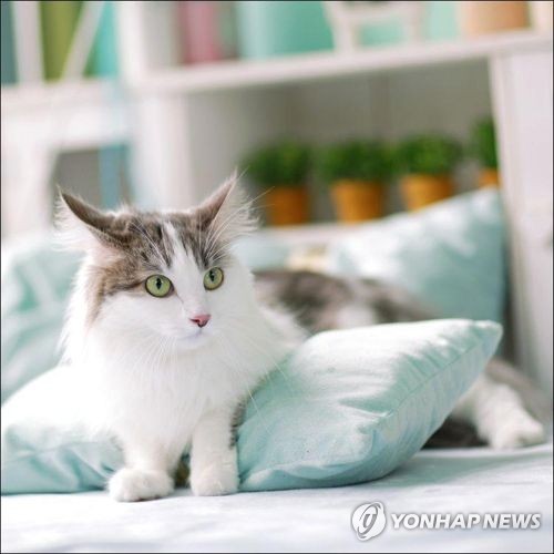 고양이 동물등록 시범사업 서울·경기 전체로 확대