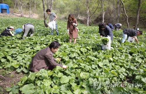 '따뜻한 날씨에 곰취가 쑥쑥' 양구곰취축제 일정 1주 앞당겨