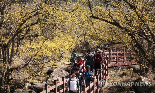 구례 산수유 꽃축제 취소…코로나19 위기경보 상향