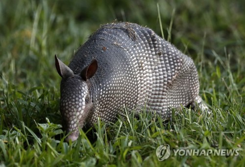 중국 연구진 "아르마딜로가 신종코로나 중간숙주 가능성"