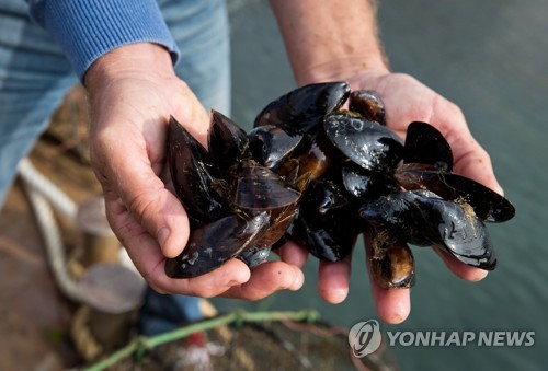 진짜 찜통더위…뉴질랜드서 홍합 수십만마리 익어서 폐사