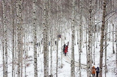 [#꿀잼여행] 강원권: 주말에 눈 온다…겨울 배웅하는 순백의 자작나무숲