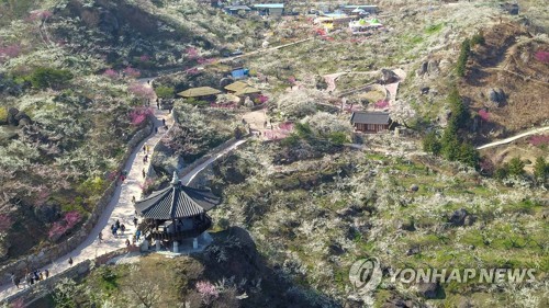 광양매화축제 전격 취소…"국민 안전과 건강이 우선"