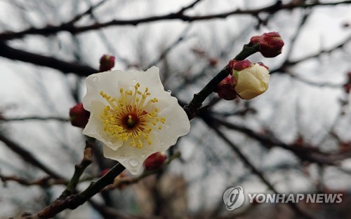 강원 흐리고 비…내일까지 10∼30㎜