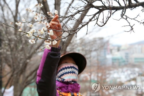 올해 1월, 1973년 관측 이래 가장 포근…적설량은 최소