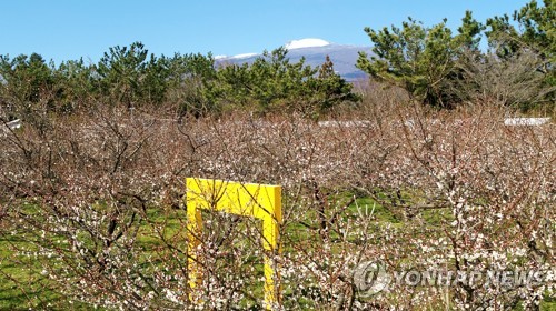 신종 코로나에 제주 내국인 관광객도 절반으로 '뚝'…'이중고'