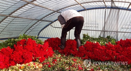 "졸업·입학 대목인데"…신종코로나 직격탄에 화훼농가 '휘청'