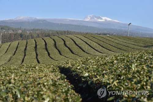 제주 올겨울 가장 추운 날씨…체감온도 영하 5.2도까지 '뚝'