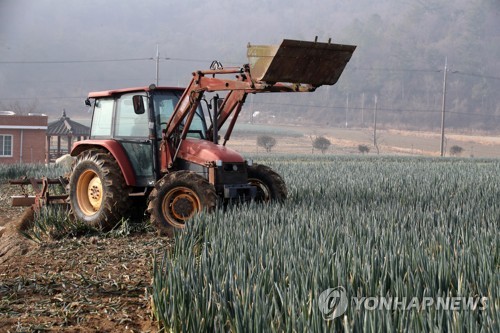 '갈아엎는 겨울대파 뒤집히는 농심'…359ha 산지폐기