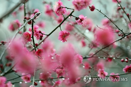 전국 가끔 구름 많고 곳곳에 비…낮 기온 17도까지 올라 포근