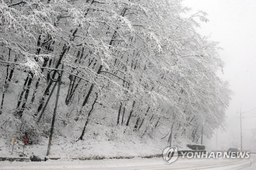 강원 산지·태백 대설주의보…미시령 4.5cm 눈 쌓여