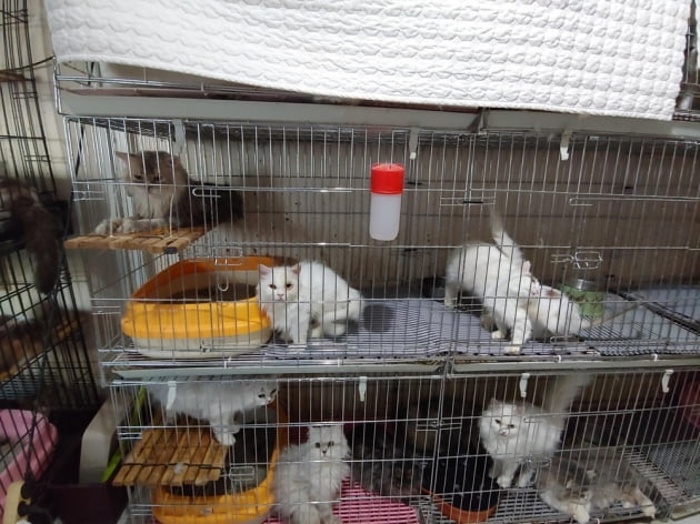 부산 도심 속 한 주택에서 철창에 갇힌 고양이 400여 마리가 발견돼 충격을 주고 있다. /사진=연합뉴스