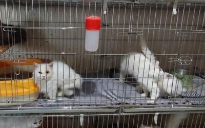 도심 속 '고양이 공장'? 가정집서 고양이 400여마리 구조