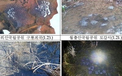 '벌써 봄?'…지리산 북방산개구리 산란, 작년보다 27일 빨라