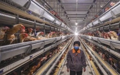 중국 쓰촨성서 H5N6형 AI 발생…가금류 1840마리 폐사