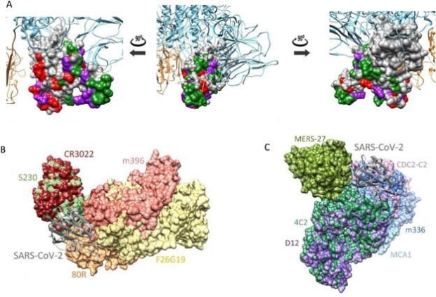 코로나19 바이러스 스파이크 단백질의 3차원 구조(A)와 사스 중화항체 (B) 및 메르스 중화항체(C) 결합 예측.