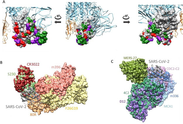 코로나19 바이러스 스파이크 단백질의 3차원 구조(A)와 사스 중화항체 (B) 및 메르스 중화항체(C) 결합 예측. 사진=신종바이러스융합연구단