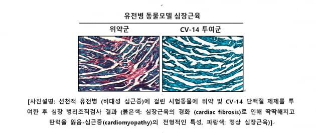 셀리버리, 日 다케다에 뇌신경질환 치료제 'CV-14' 효과 검증 위해 물질 인도