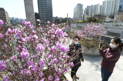 서울로 7017에 활짝 핀 진달래