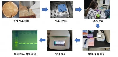 국립산림과학원, 고품질·고효율 목재 DNA 추출법 특허출원