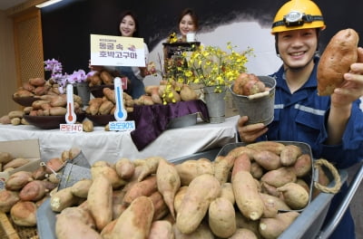 동굴에서 숙성한 고구마 맛이 어떨까