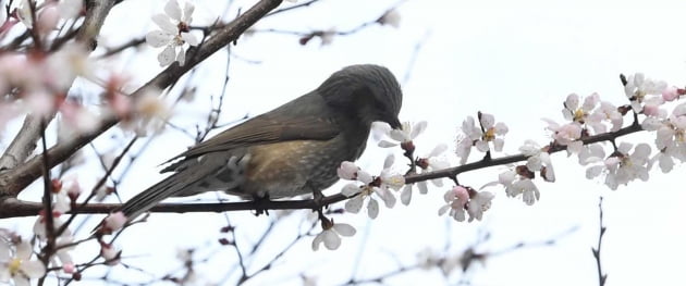 매화나무 찾은 직박구리