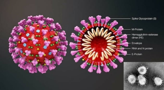 코로나바이러스 구조/  출처=한국생명공학연구원
