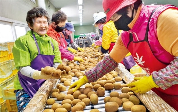 새콤달콤 키위 맛보세요