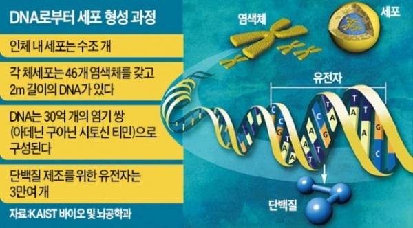코로나19 백신 개발의 열쇠, 'DNA 복사본' RNA가 쥐고 있다