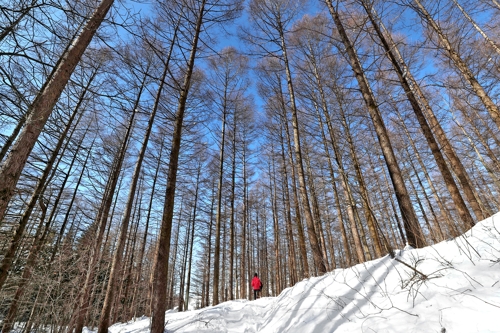 [걷고 싶은 길] 눈 내린 대관령 '국민의 숲길'