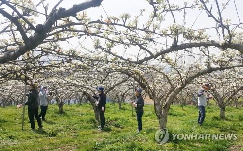 충북 농기원 "중부지역 과수 개화, 작년보다 4∼9일 빠를 듯"