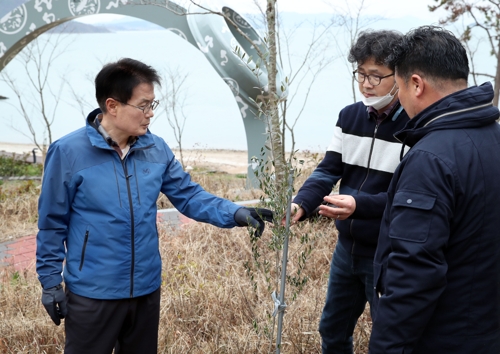 아열대과수 올리브, 강진 해안가서 첫 겨울 지내고 성장