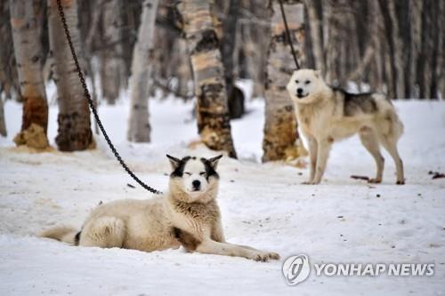 "떠돌이개 관리 골치" 러 자치공화국 '애견세' 논란