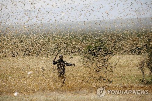 '메뚜기떼 몰려올라'…중국 "피해예방 모니터링 강화" 긴급통지