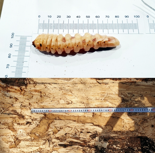 '멸종위기' 장수하늘소, 졸참나무도 먹는다…국립수목원 첫 확인