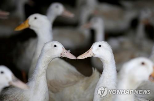 "파키스탄 메뚜기떼 퇴치에 '오리부대 파견' 비현실적"