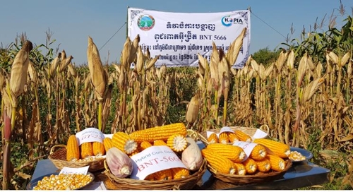 농진청, 캄보디아서 사료용 잡종 옥수수 개발