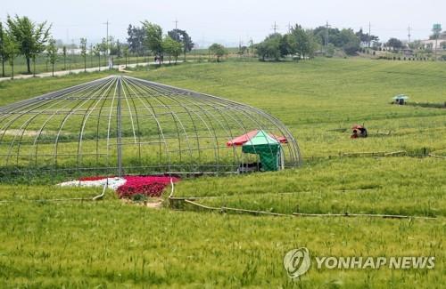 코로나19 여파에 고창 청보리밭 축제 잠정 연기