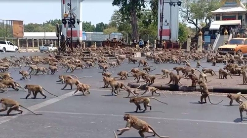 태국서 원숭이 수백마리 '패싸움'…관광객 급감에 먹이 줄어서?
