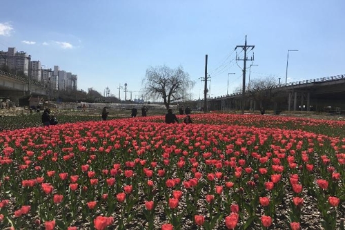 낙동강 생태공원 튤립 12만 송이 식재…4월 중순까지 만개