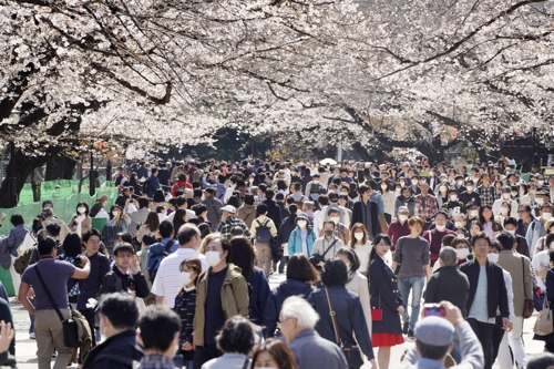 일본 도쿄 벚꽃 만개…코로나19에도 주말 벚꽃놀이 시민 '북적'(종합)