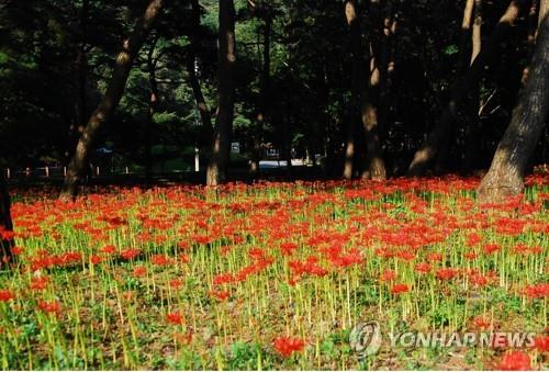 충남 산림휴양시설 확충…치유의숲·레포츠시설 신규 조성