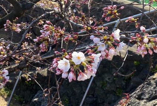 제주벚꽃 작년보다 하루 빨리 개화…"3월말 전후 절정"