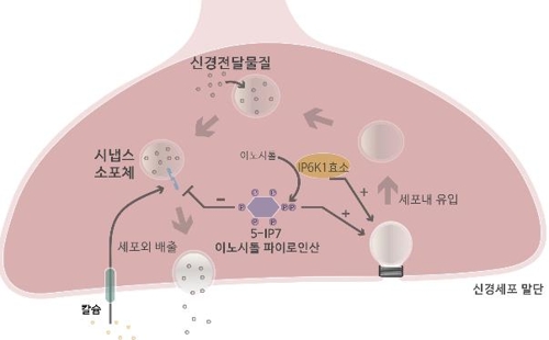 보톡스처럼 신경 활성 억제하는 뇌 속 생체물질 찾았다