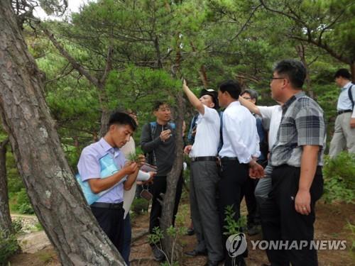 북한, 이상고온에 산림 좀먹는 '병해충' 들끓어 골머리