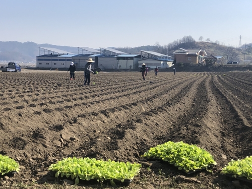 [카메라뉴스] 이동 제한 풀린 괴산 주민들, 밀린 농사일로 분주